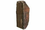 Free-Standing Polished Tiger Iron Stromatolite - Ga #234608-1